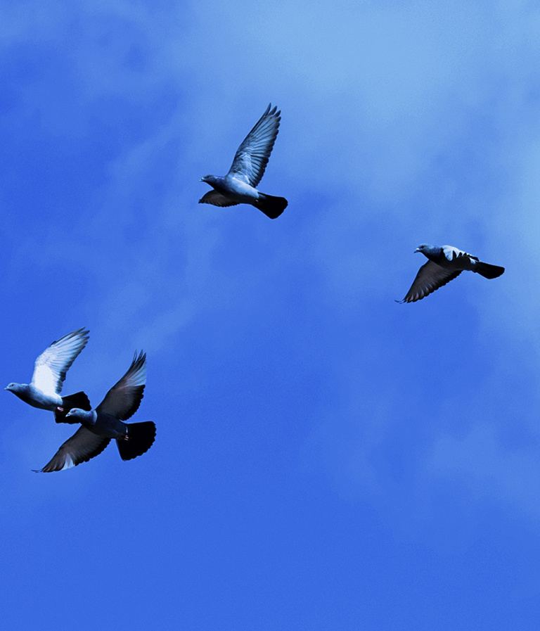 空を飛ぶ鳥たち